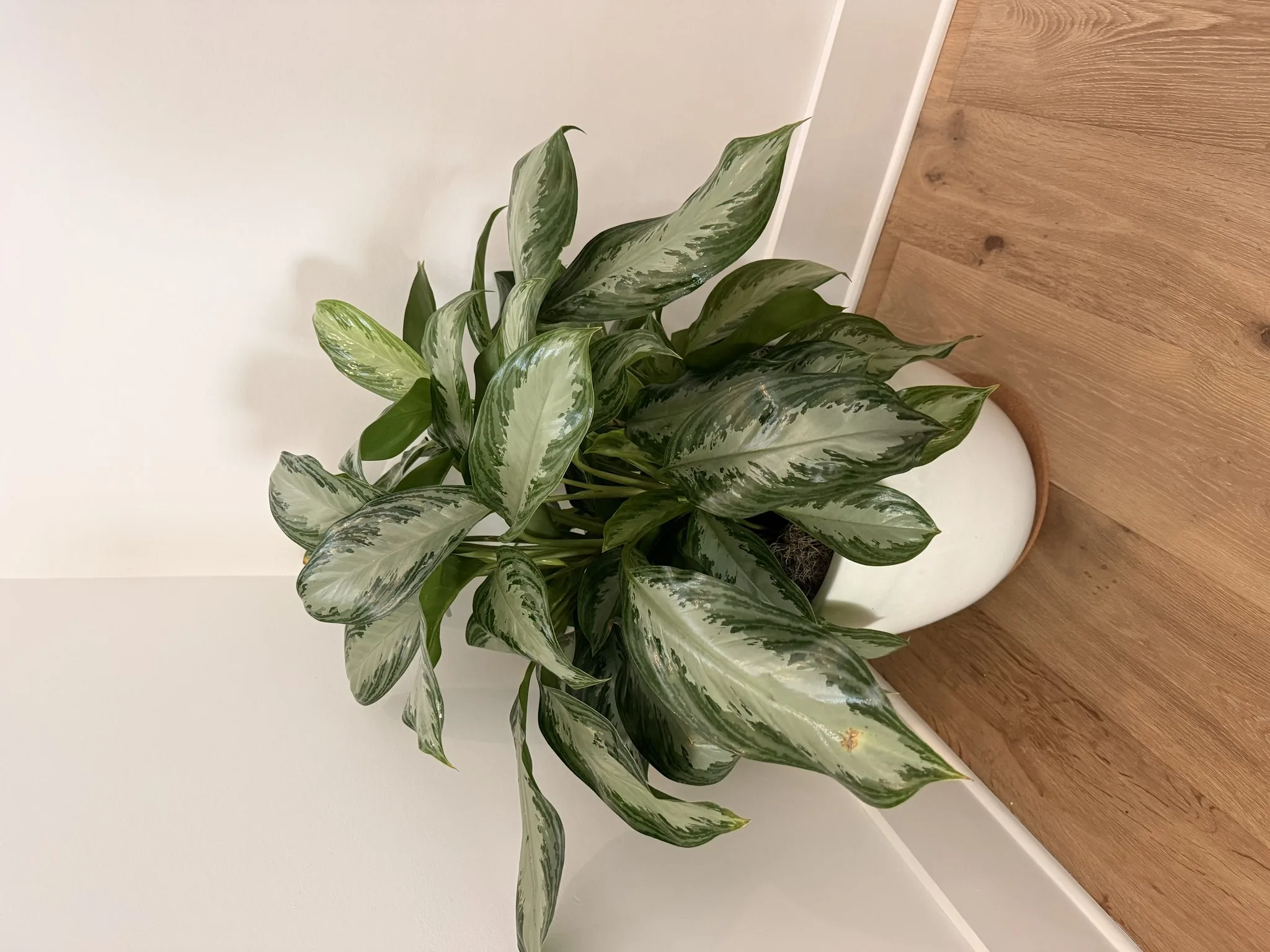 Aglaonema bowl on a reception console in a Decatur office