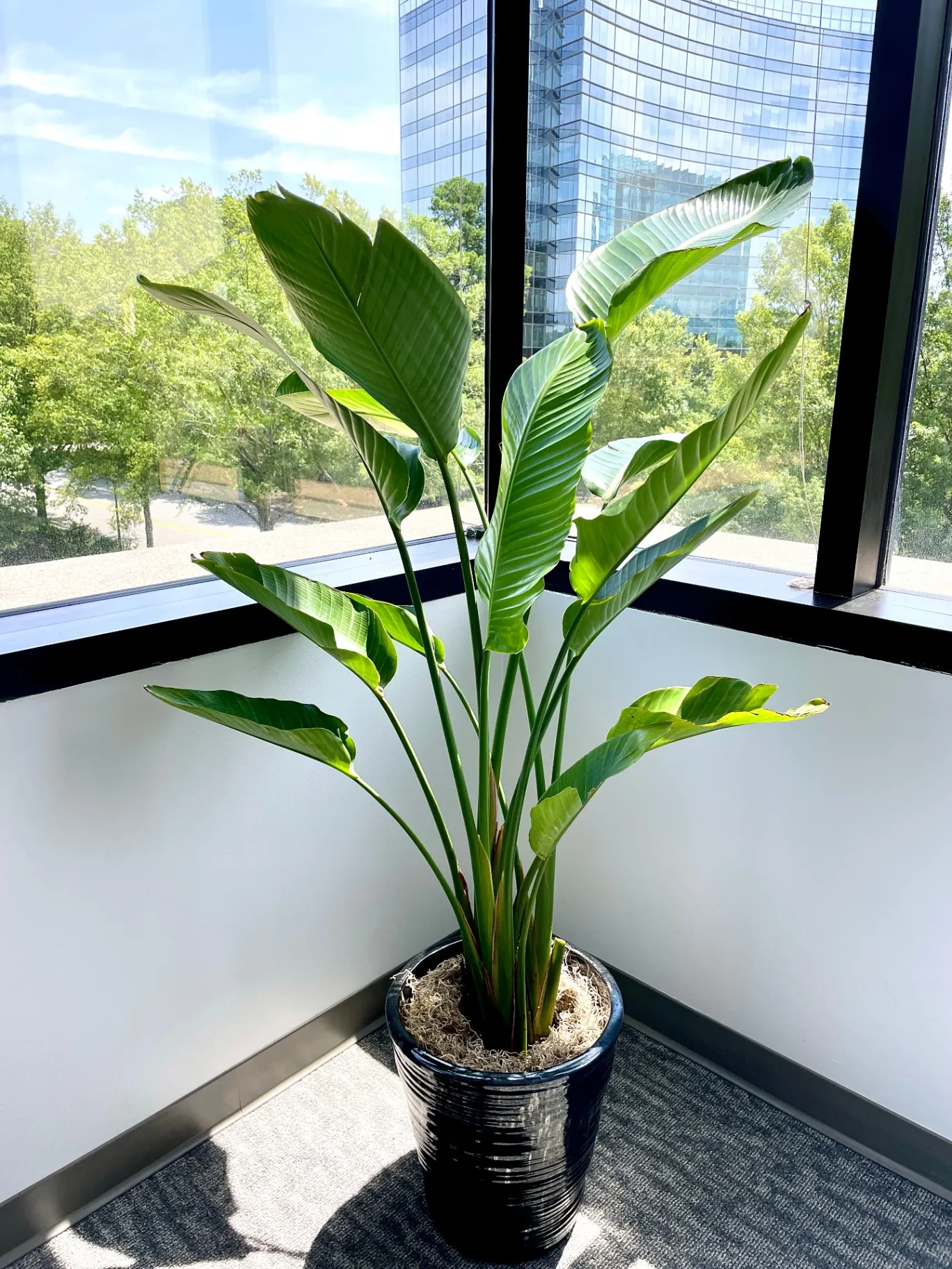Bird of paradise plant against a Midtown Atlanta skyline window