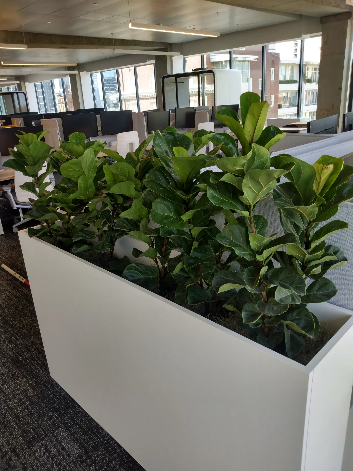 Modern planter divider with office plants in an Alpharetta corporate office