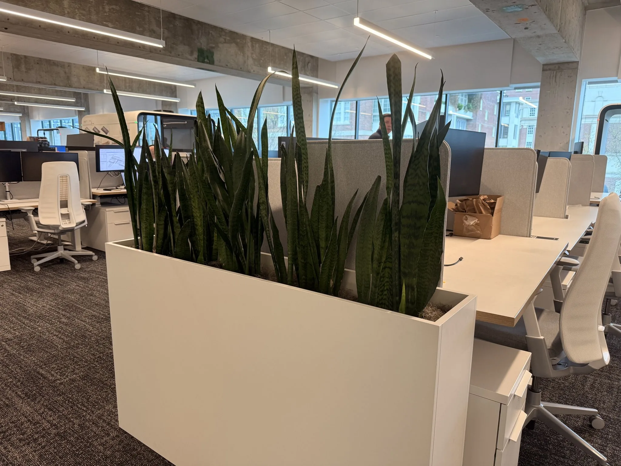 Row of snake plants in planters across an open Sandy Springs office