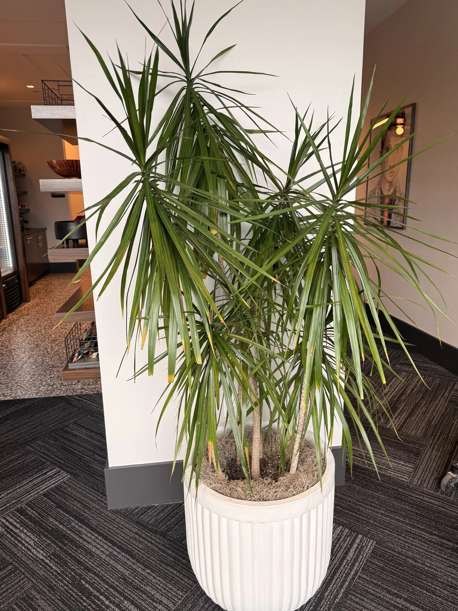 Statement palm in a fluted planter in a Buckhead office lobby