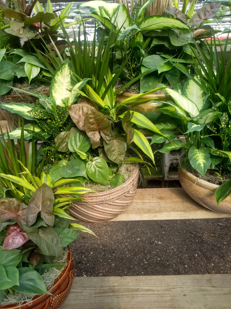 A shelf of finished dish gardens ready for delivery