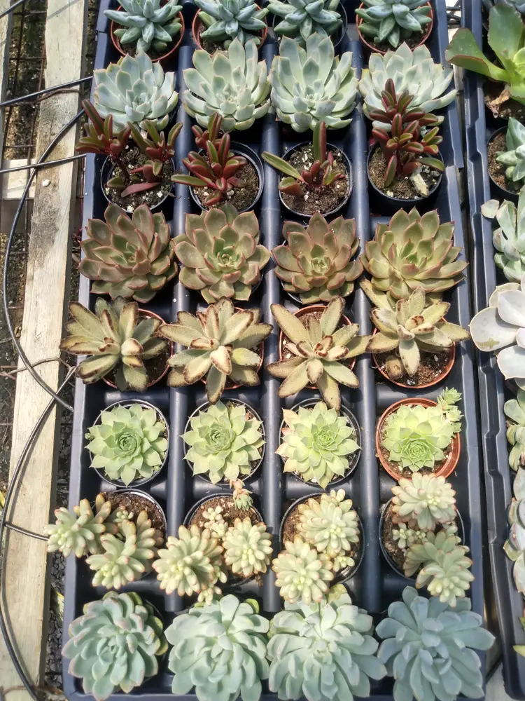 Trays of potted succulents for a corporate gifting order