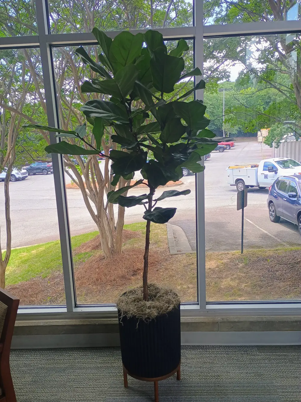 Fiddle leaf fig in a black planter on a wood stand in front of floor-to-ceiling office windows — installed as part of an Office Plant Package