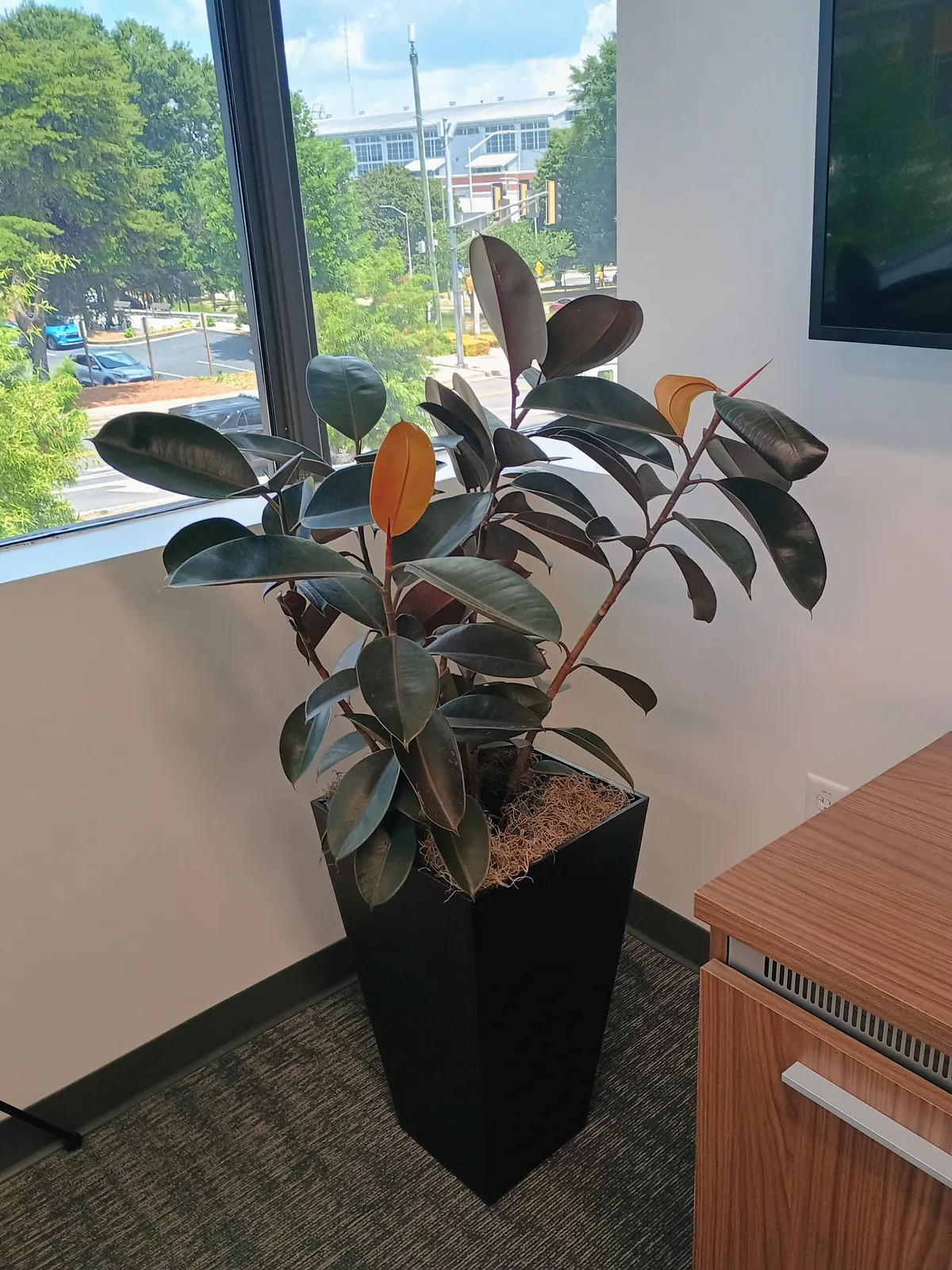 Rubber plant in a tall black tapered planter beside an office window