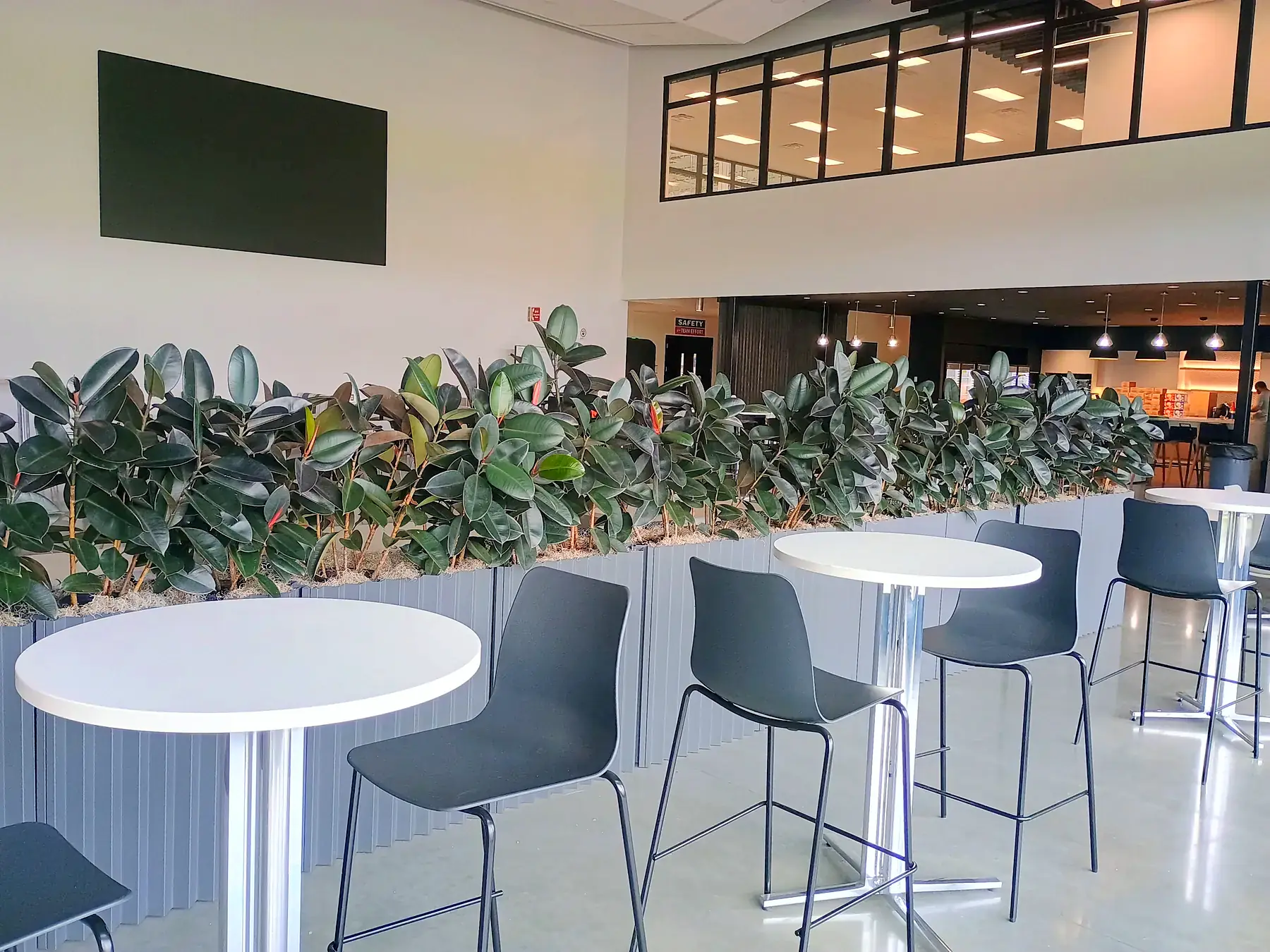 Rubber plant divider in grey fluted planters behind café bistro tables