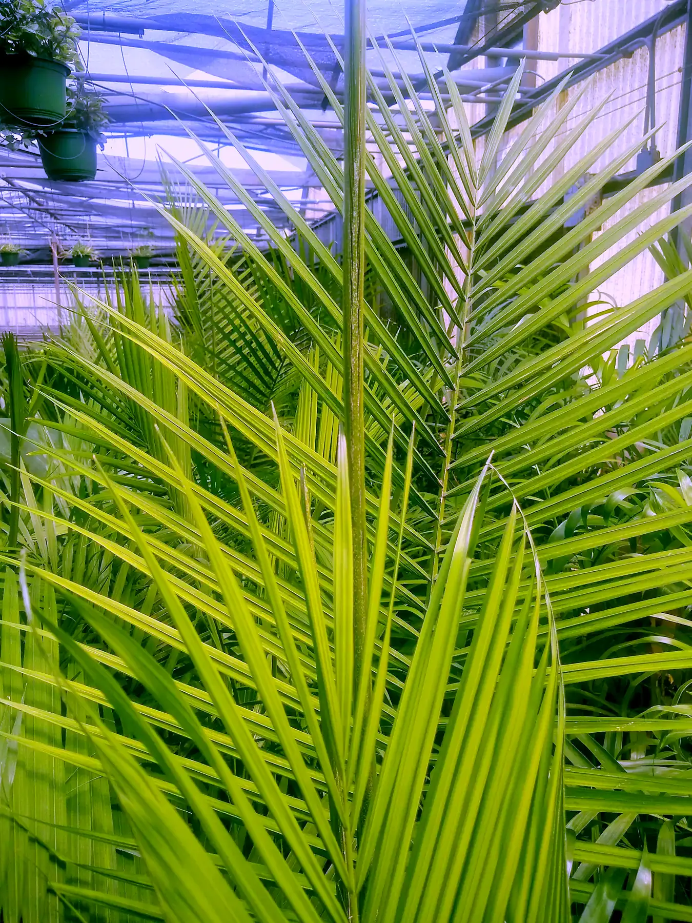 Palms growing in a greenhouse at the grower before an install