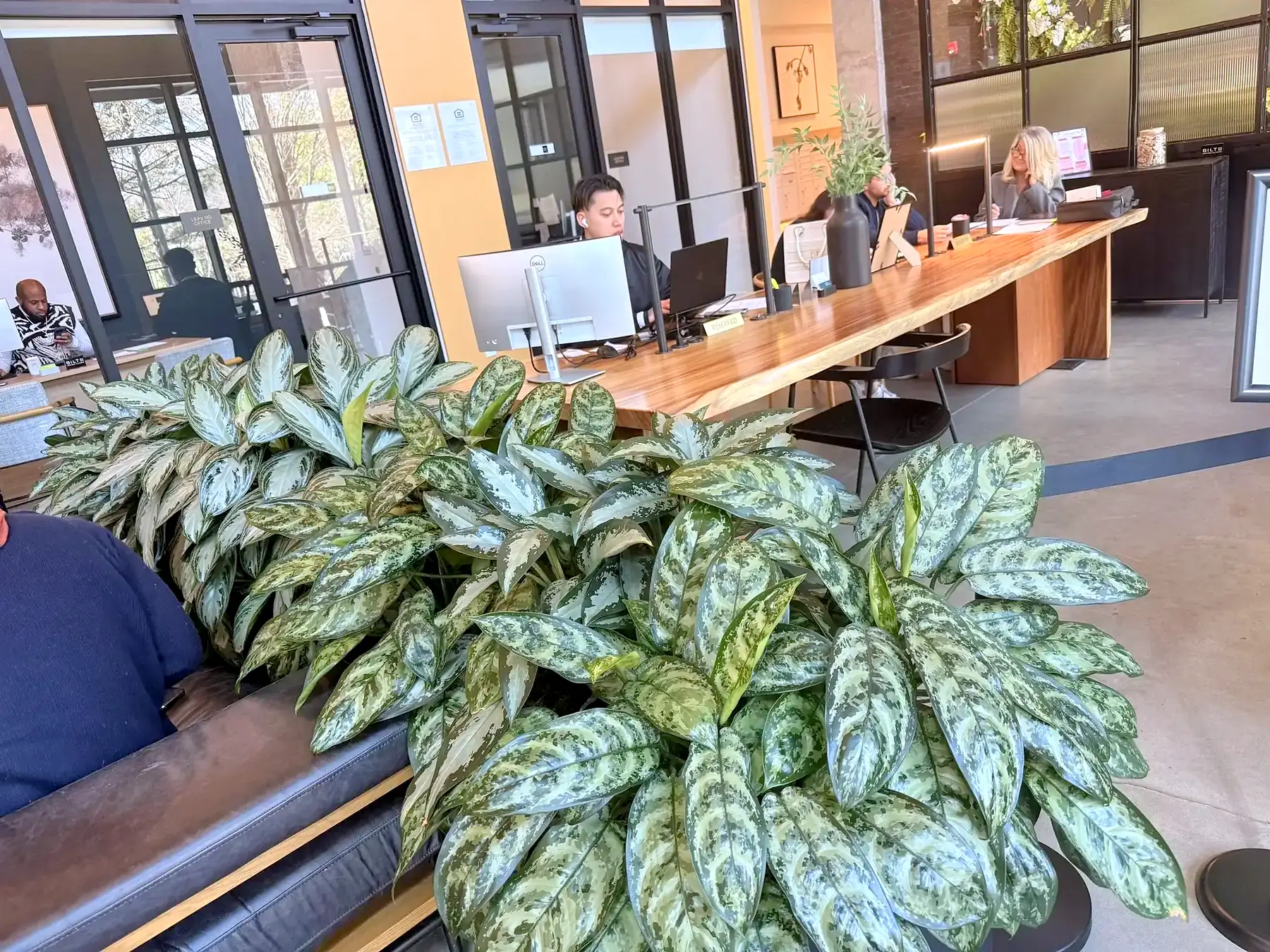 Row of maintained planters behind lobby lounge seating