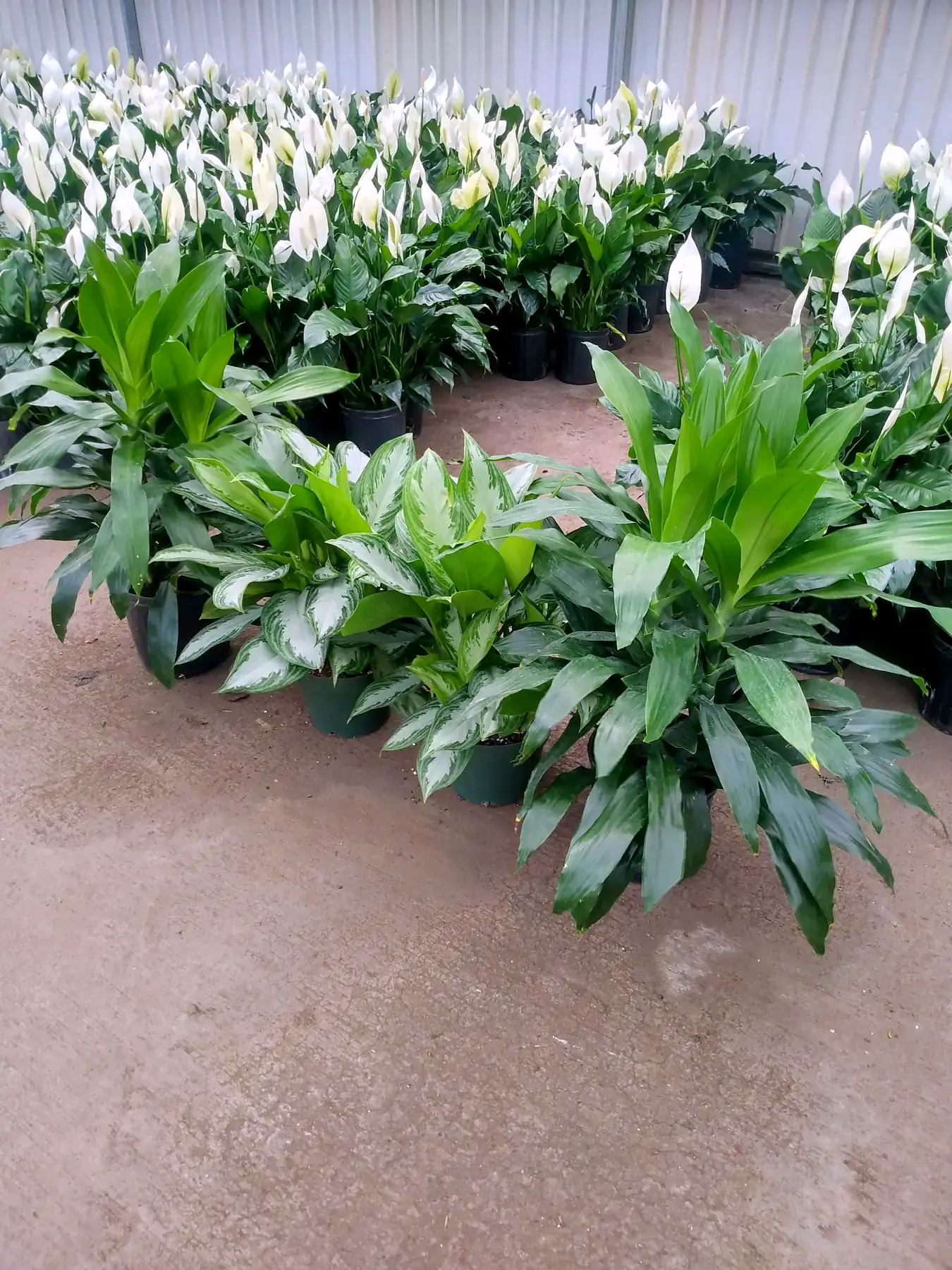 Rows of potted plants staged on a warehouse floor before an installation